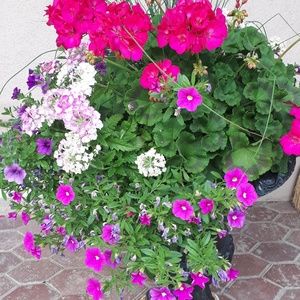 Meet your Posher, Marianne